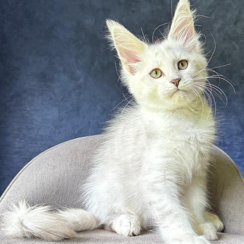 Valiant Maine Coon male, black silver shaded
