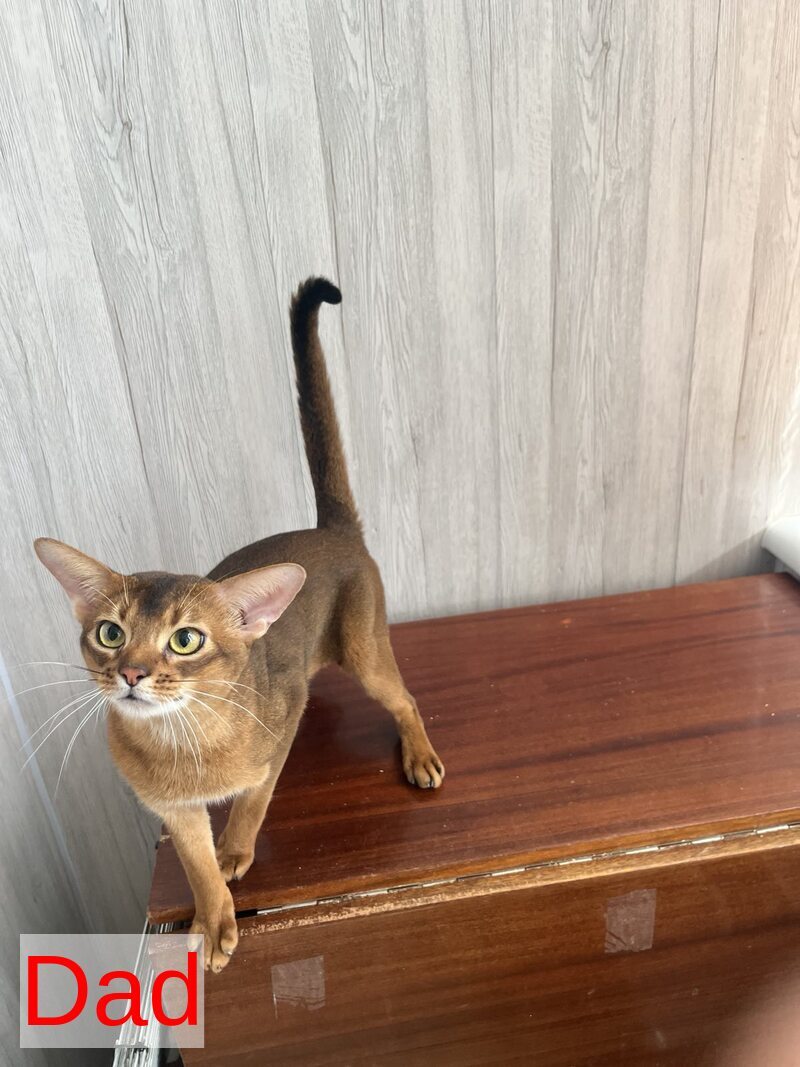Boomer Abyssinian male black - live animals