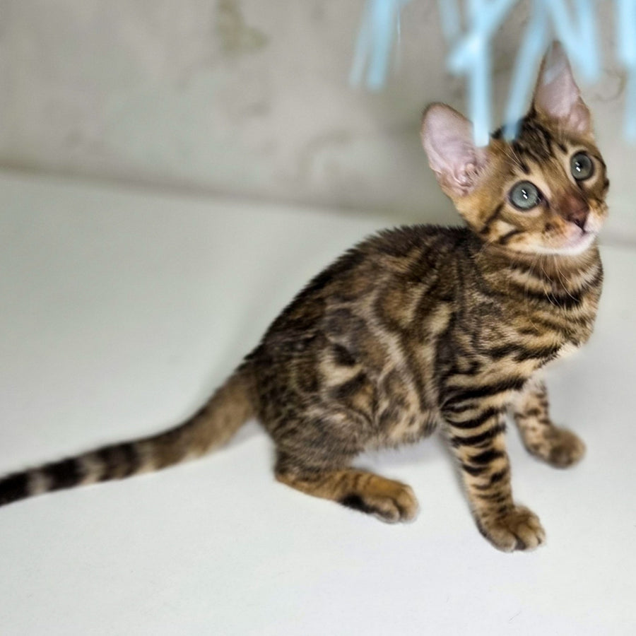 King Bengal male, black spotted tabby