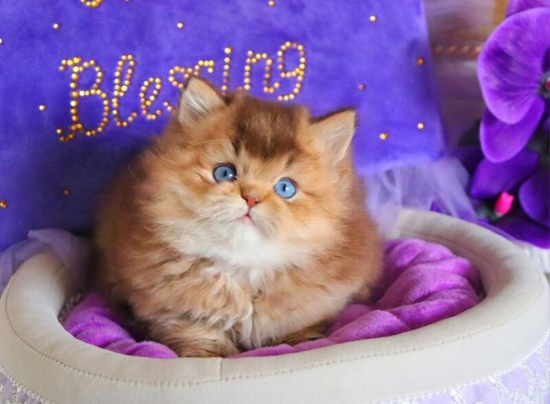 Billi British Longhair male chocolate golden ticked tabby - live animals