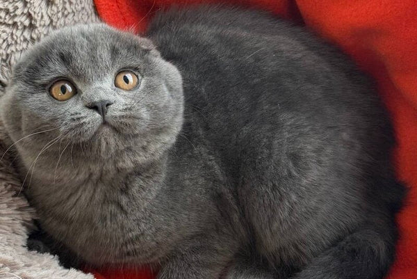 Orest Scottish Fold male blue - live animals
