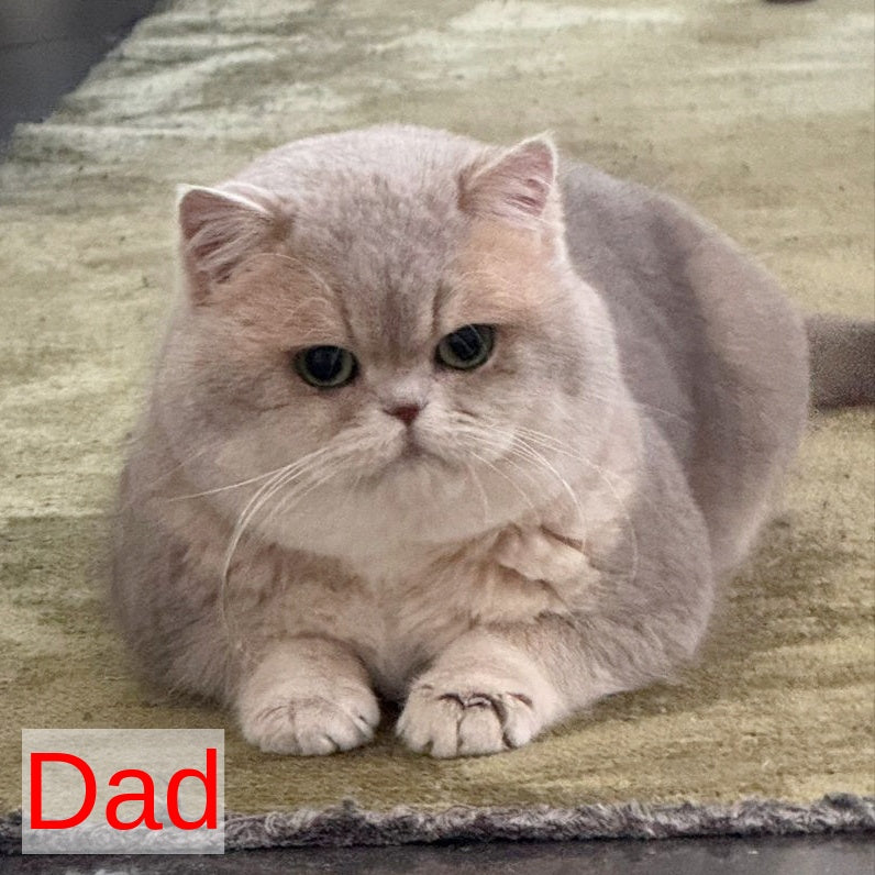 Talisman British Longhair male, blue golden chinchilla pointed