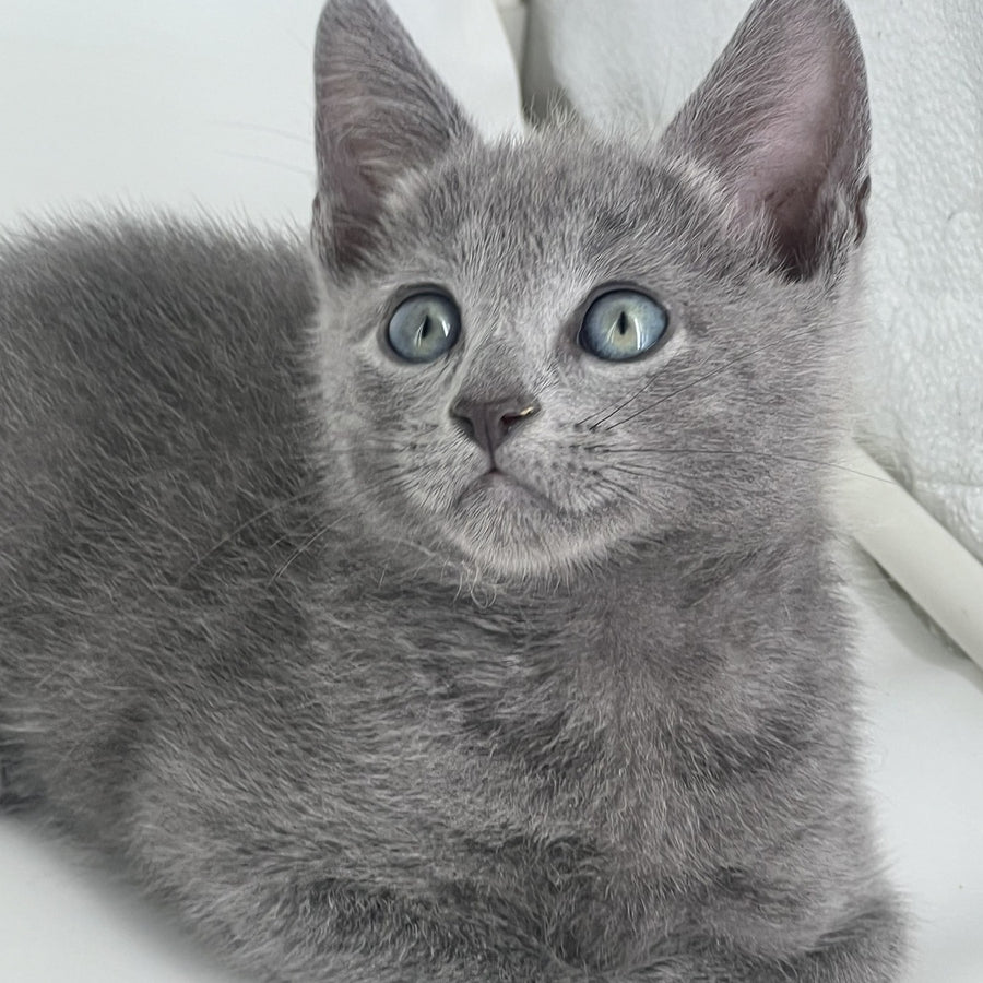 Aron Russian Blue male, blue