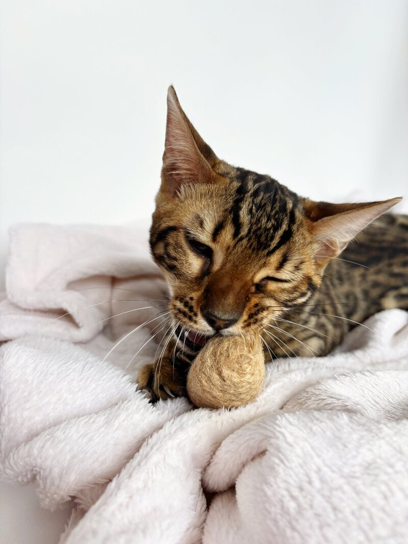 Lily Bengal female black spotted tabby - live animals