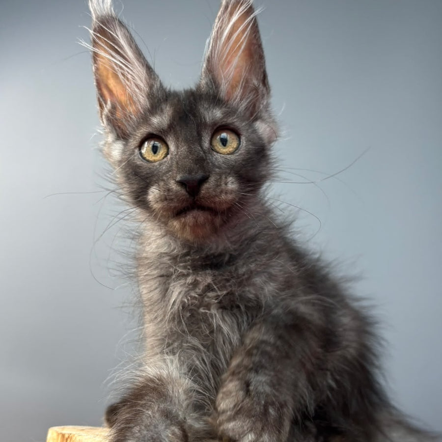 Adam Maine Coon male, black silver