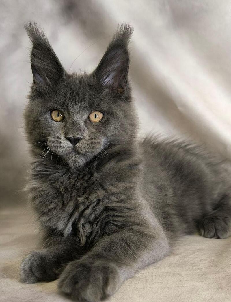Sheila Maine Coon female, blue silver