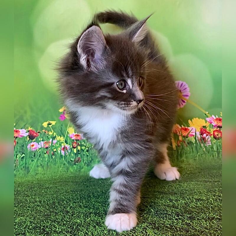 Urmas Maine Coon male, blue bicolour tabby