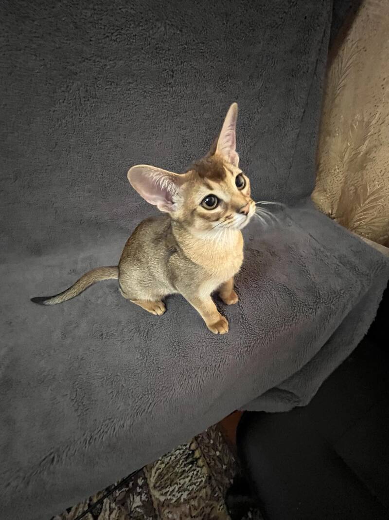 Betti Abyssinian female black - live animals