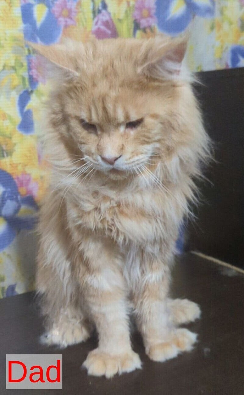 Question Maine Coon polydactyl male black live animals