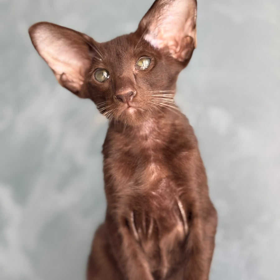 Nolik Oriental Shorthair male, chocolate