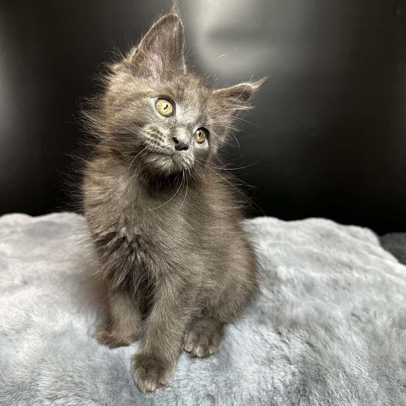 Baunti Maine Coon female blue - live animals