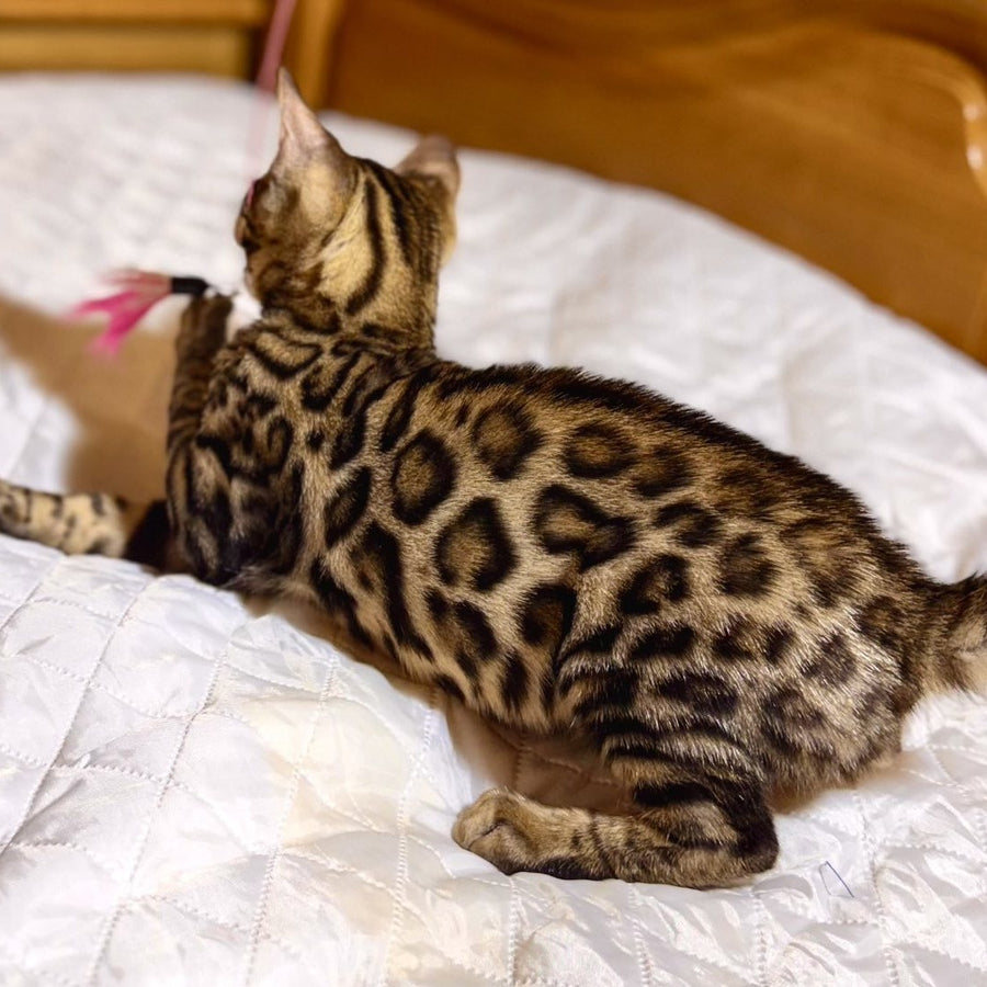 Kasper Bengal male, black spotted tabby