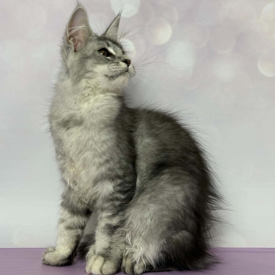 Chloe Maine Coon female, black silver tabby with white