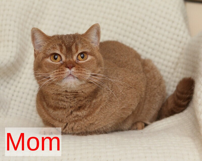 Murkit British Shorthair male, cinnamon ticked tabby