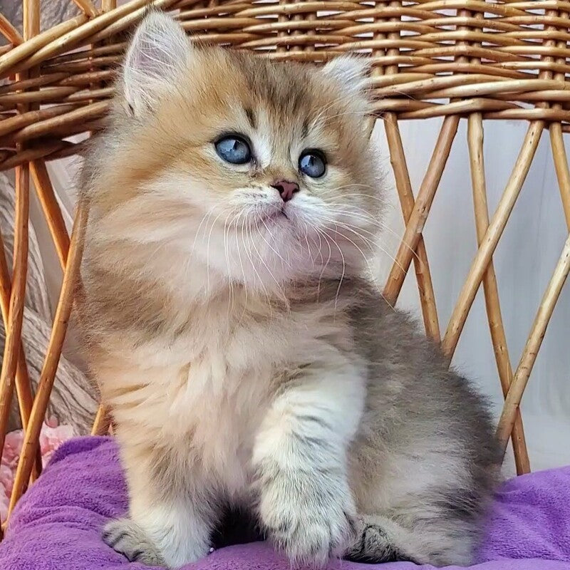 Zeus British Longhair male black golden ticked tabby - live animals