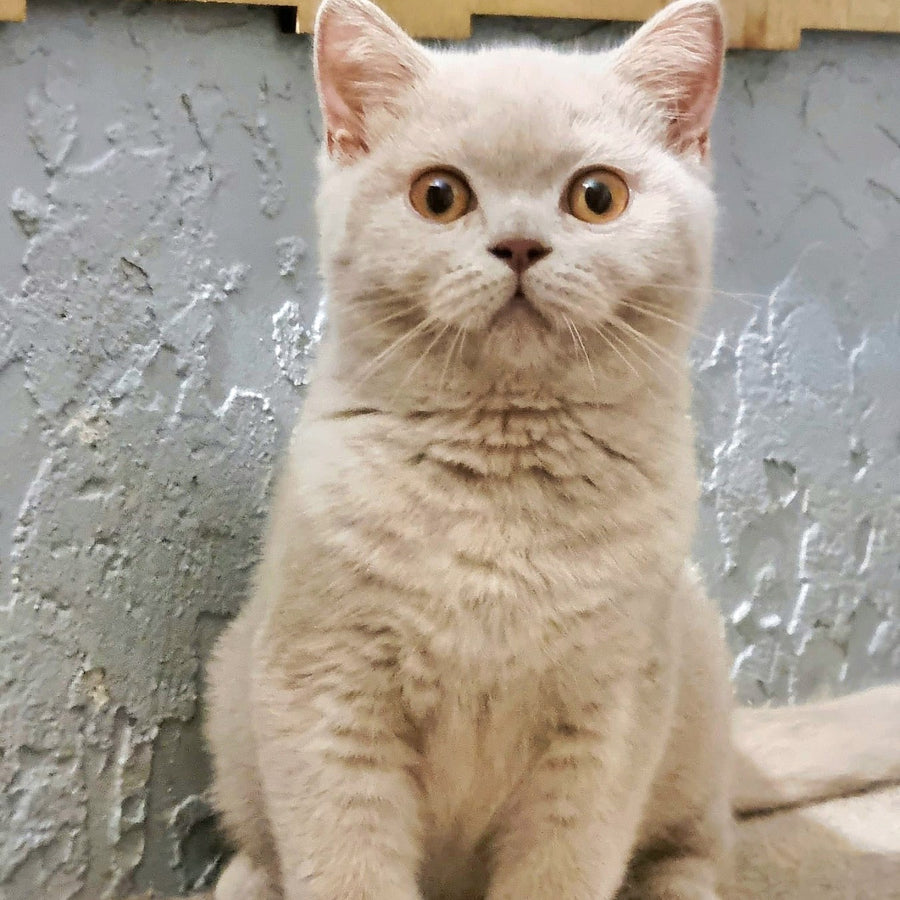 Yagodka British Shorthair female, fawn