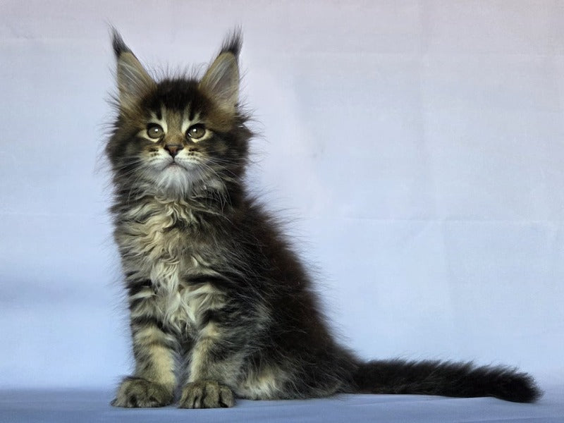 Quokka Maine Coon female, black ticked tabby