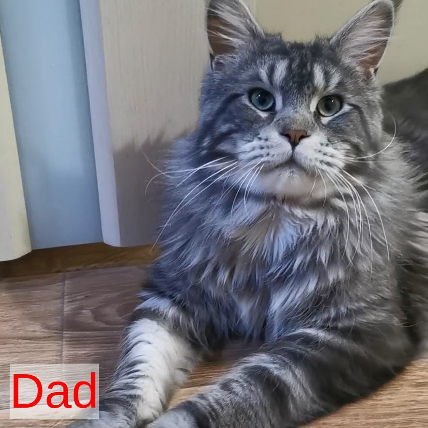 Bruno Maine Coon male, black silver tabby
