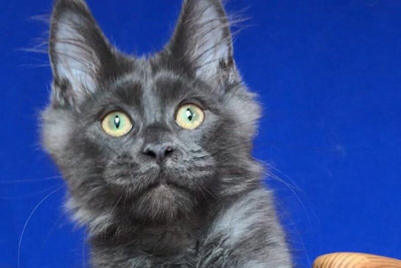 Ulf Maine Coon male, blue silver
