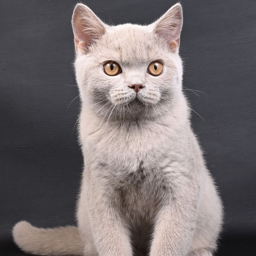 Nectar British Shorthair male, fawn