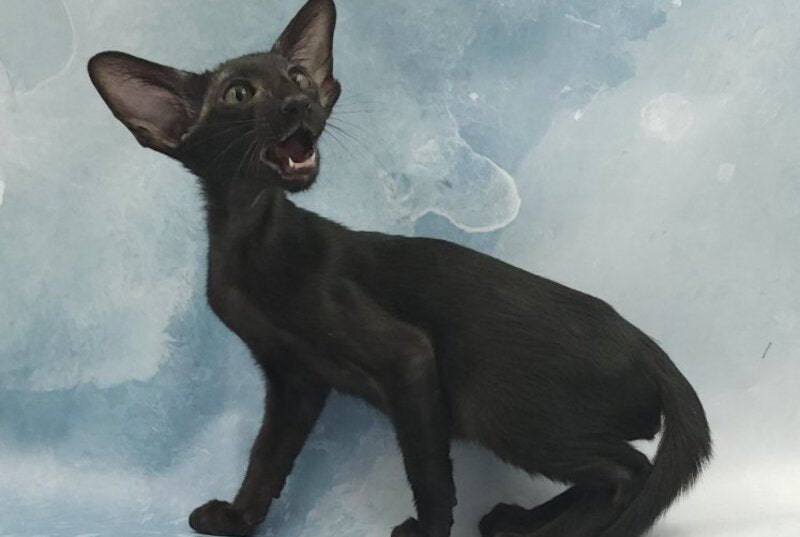 Otto Oriental Shorthair male, black