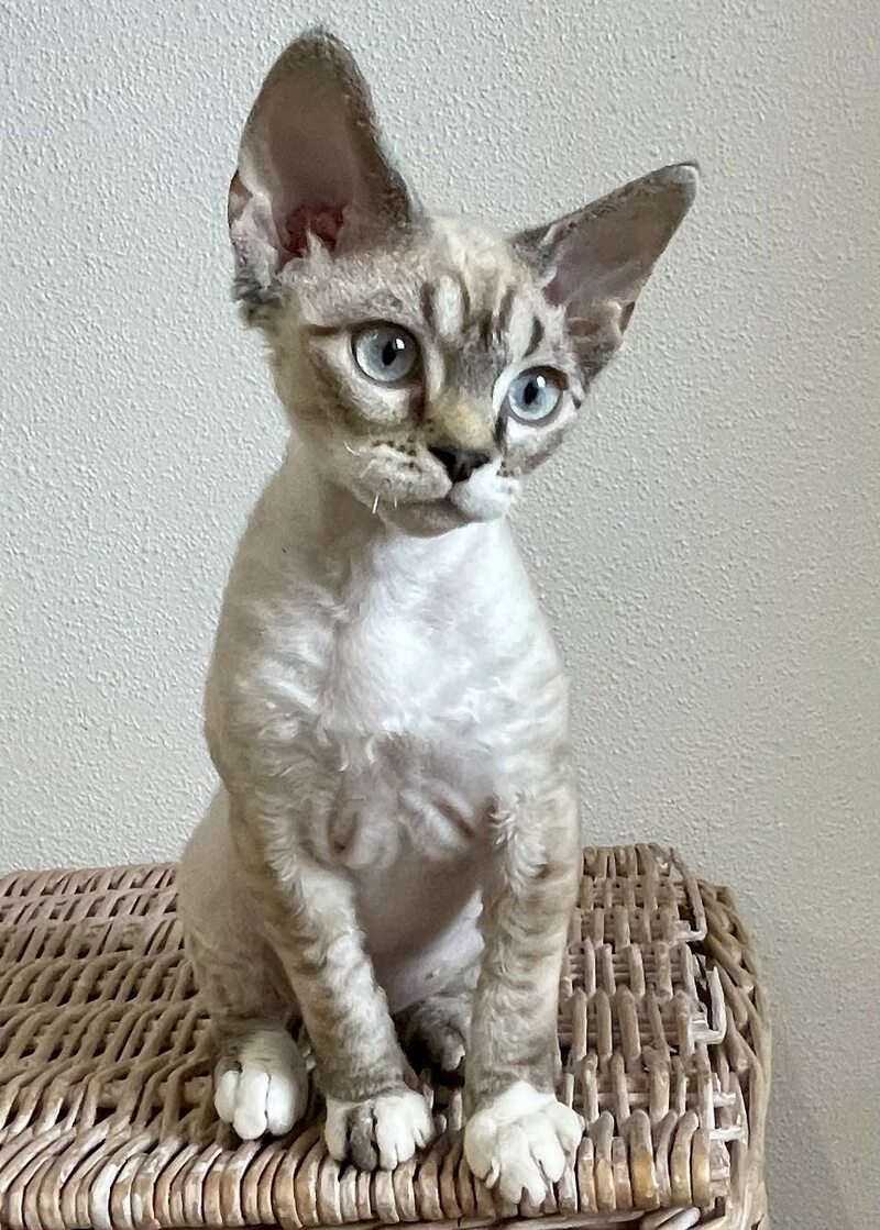 Isolde Grace Devon Rex female chocolate bicolour tabby pointed - live animals