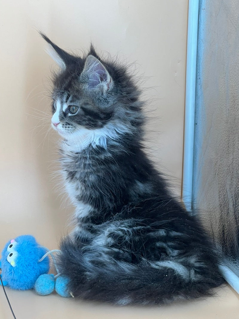 Bershka Maine Coon female, black tortie tabby bicolour