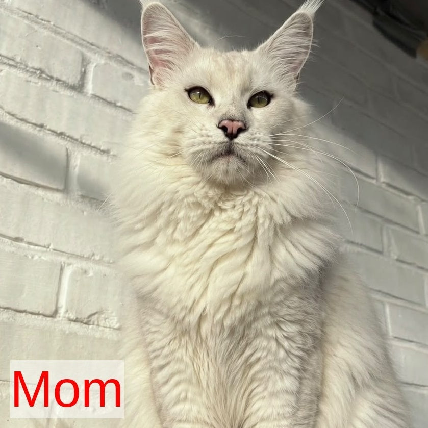 Atlant Maine Coon male, black silver tabby