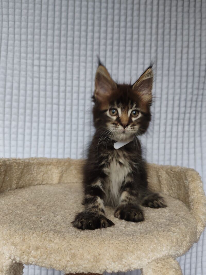 Nolan Maine Coon polydactyl male, black tabby