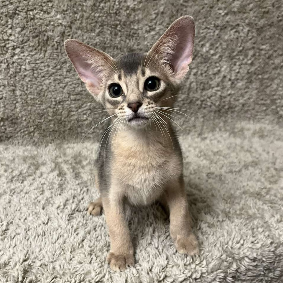 Henri Abyssinian male, blue