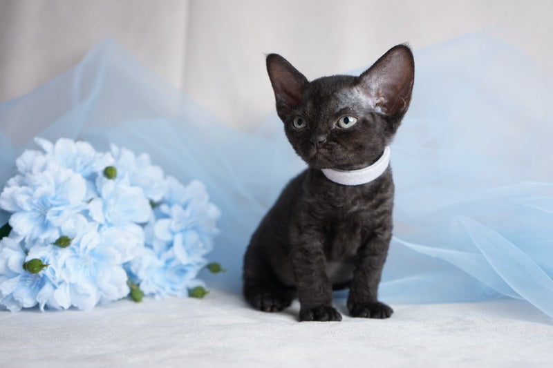 Oniks Devon Rex male, black