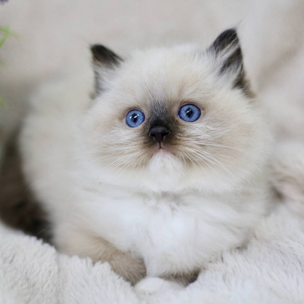 Kingston Ragdoll male, black mitted