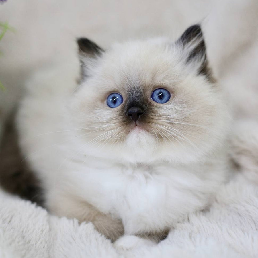 Kingston Ragdoll male, black mitted