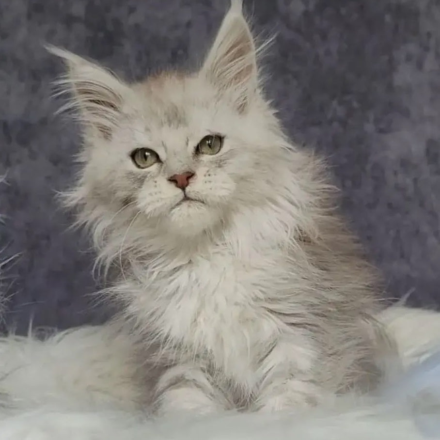 Harold Maine Coon polydactyl 6x6x6x6 male, black silver tabby