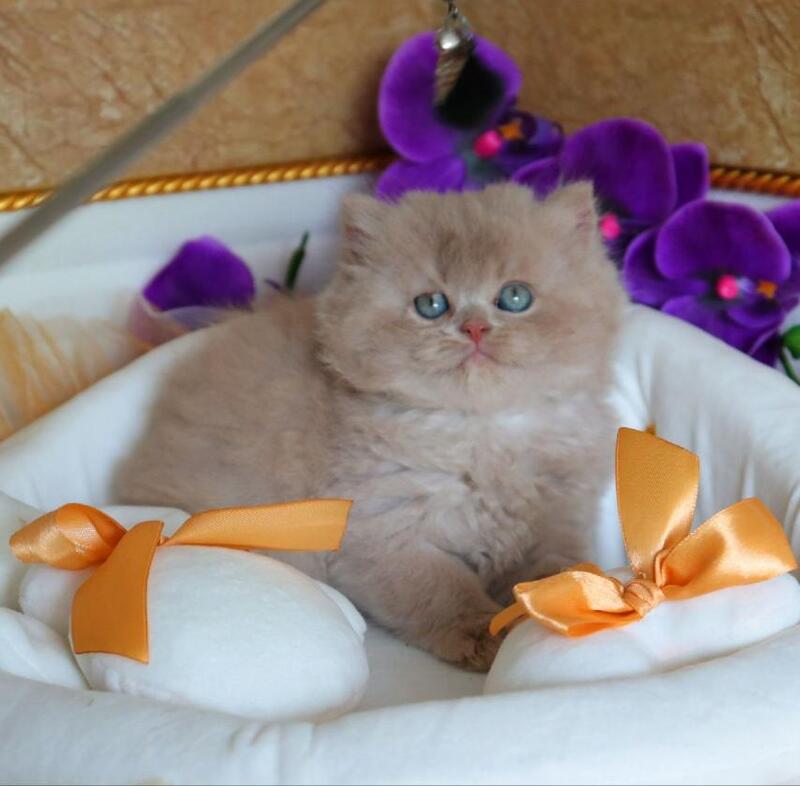 Benjamin British Longhair male fawn - live animals