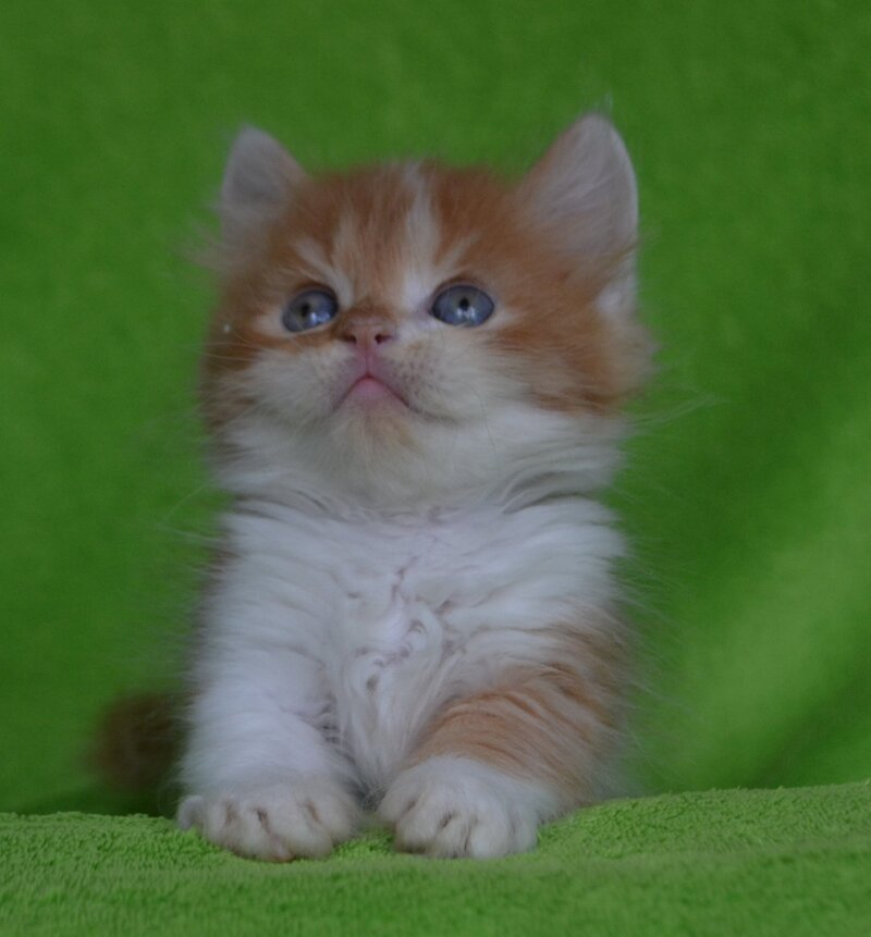 Narciss Munchkin male red bicolour tabby - live animals