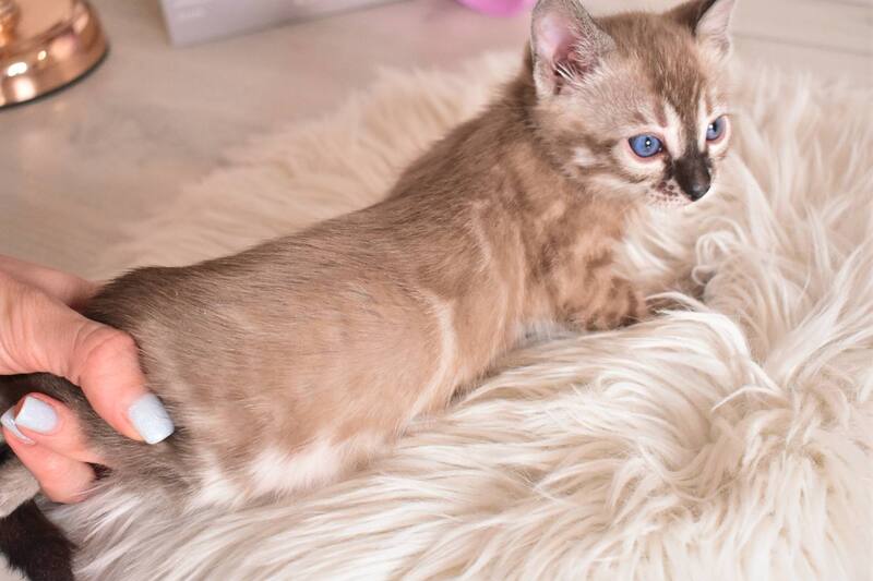 Chuma Bengal female snow mink charcoal - live animals