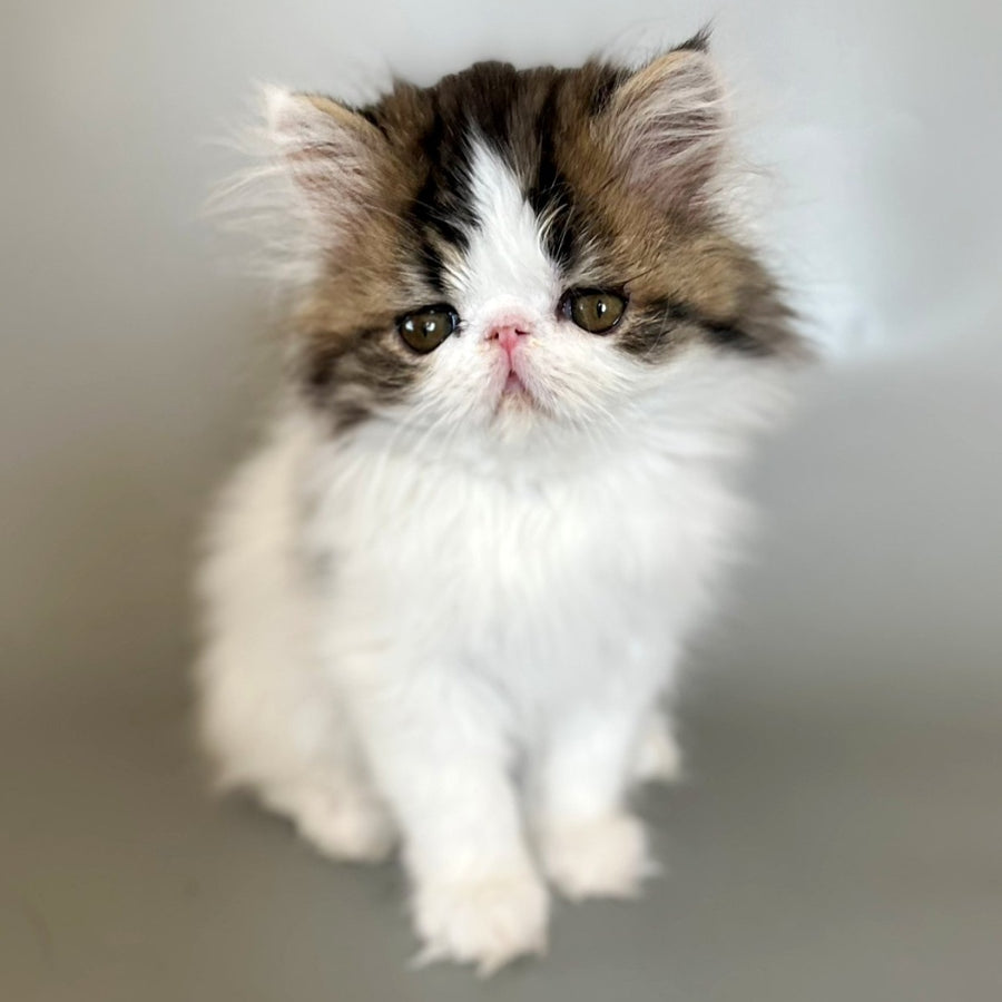 Armani Persian male, black spotted tabby van