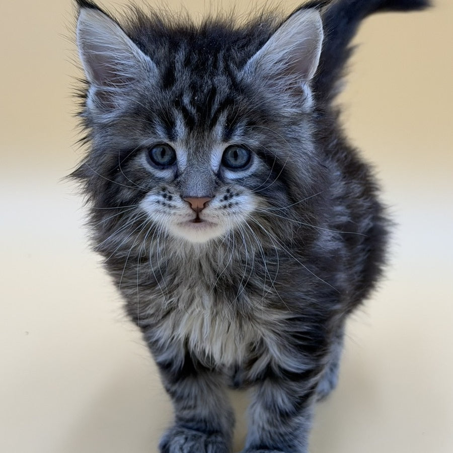 Hunter Maine Coon male, black tabby