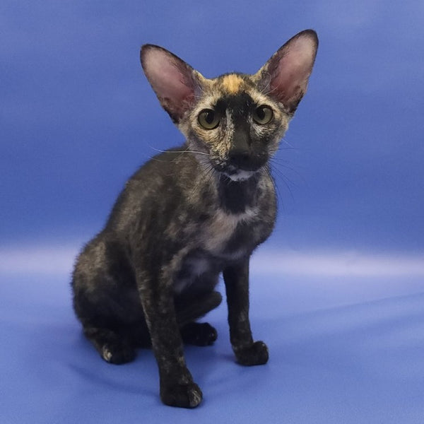 Queen of Spades Oriental Shorthair female, black tortie