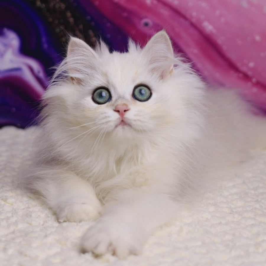 York British Longhair male, black silver chinchilla