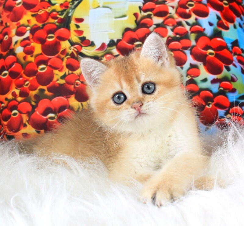 Ricky British Shorthair male, black golden shaded