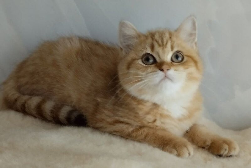 Agatha British Shorthair female, chocolate golden spotted tabby