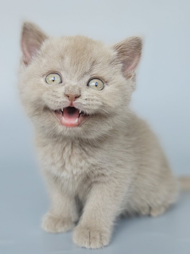Aster British Shorthair female, fawn