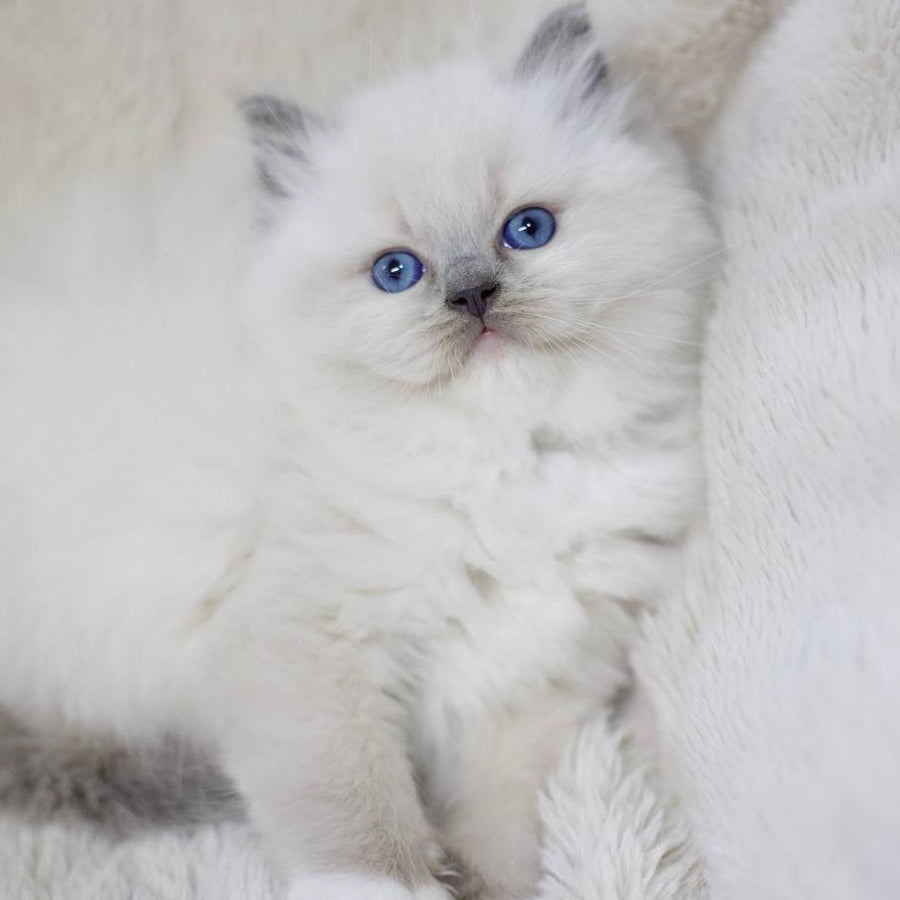 Rolex Ragdoll male, blue mitted