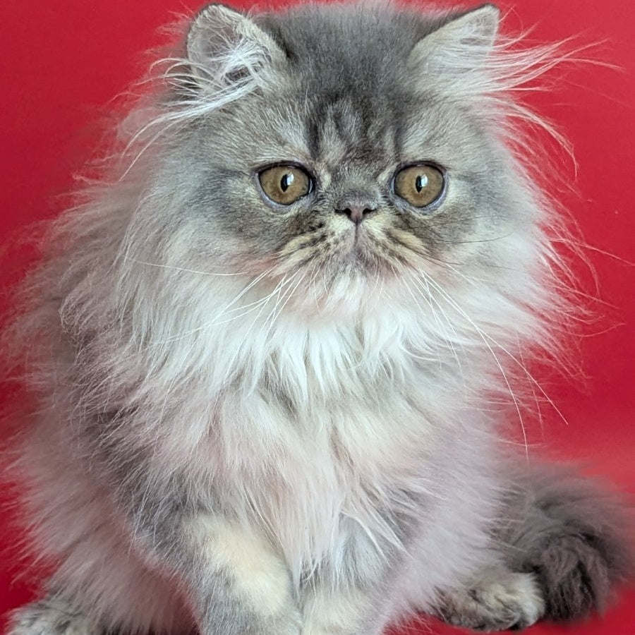 Pavlik Persian male, blue tabby