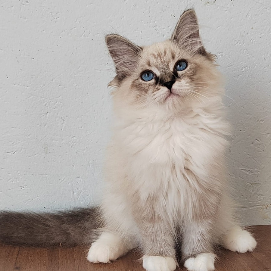 Jora Siberian male, black tabby pointed with white