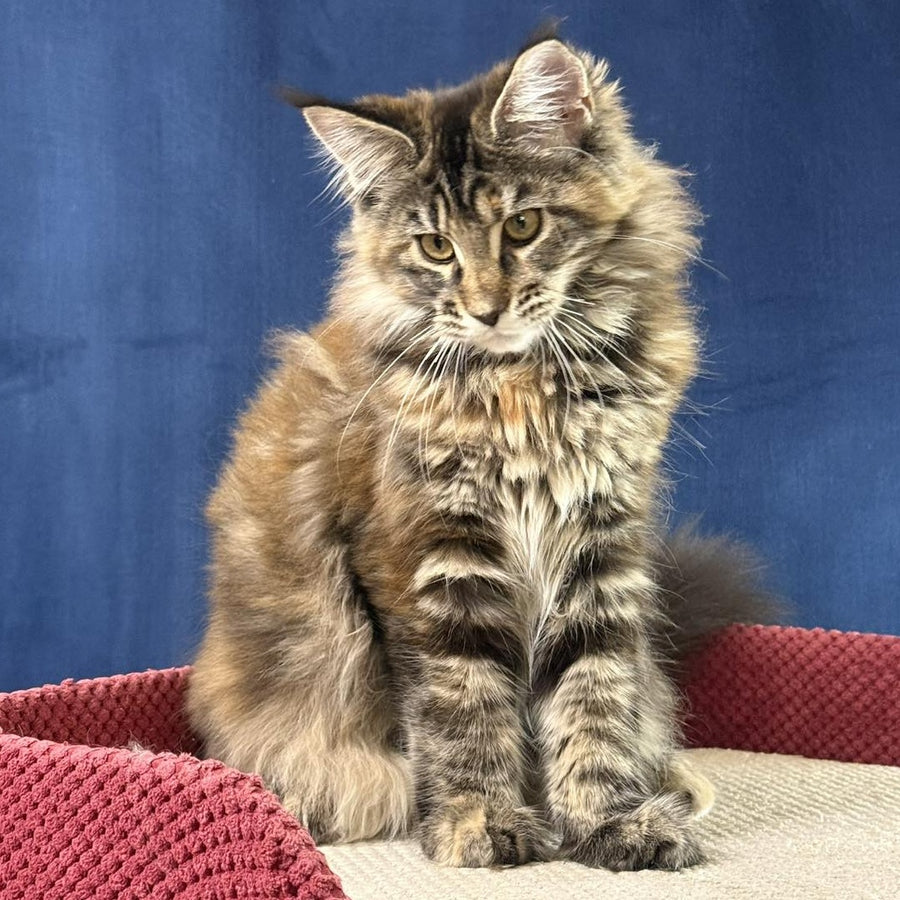 Calina Maine Coon female, black tortie tabby