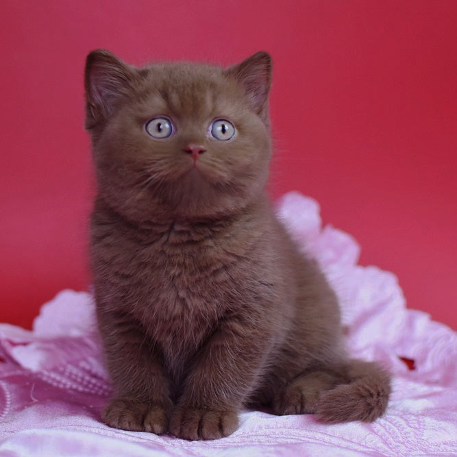 Elf British Shorthair female, cinnamon
