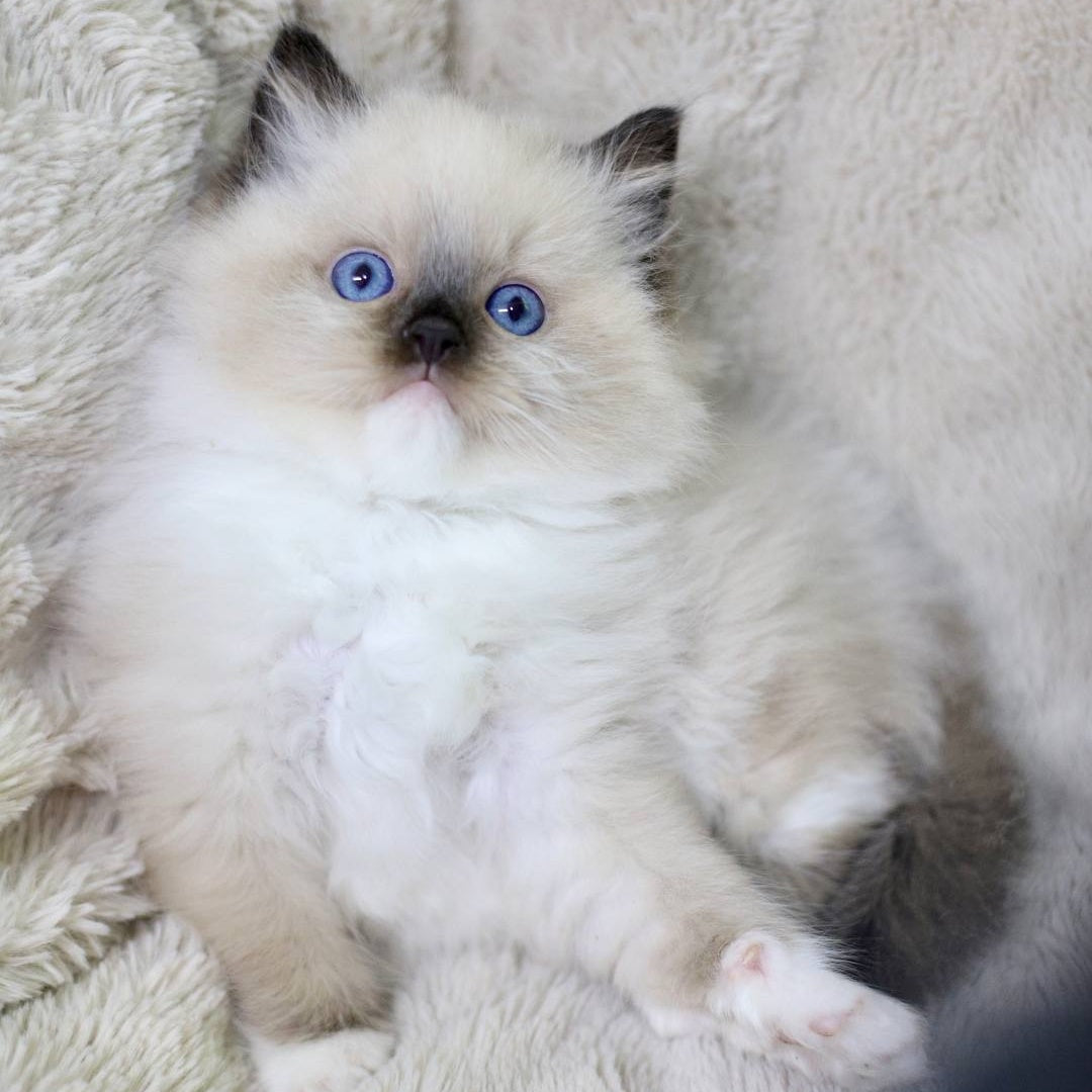 Kingston Ragdoll male, black mitted